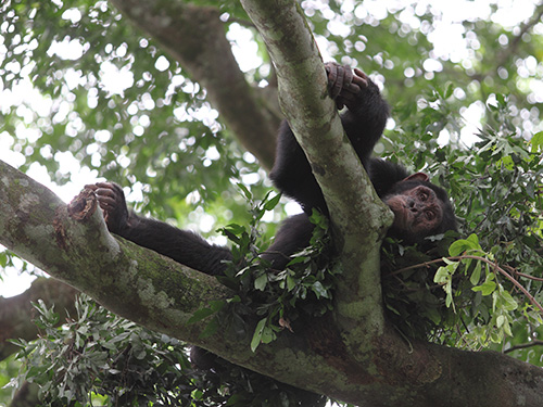 Male chimp in his nest