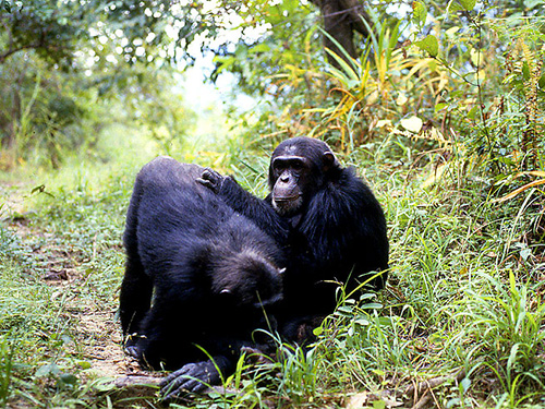 Wild chimpanzees at Semliki grooming