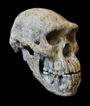 Skull 5 from Dmanisi