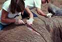 Kathy Schick butchering elephant with stone tools