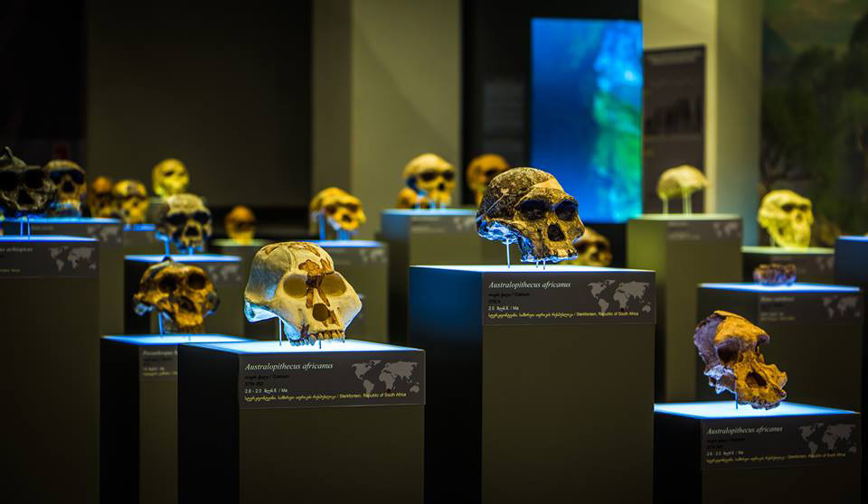 Georgian National Museum exhibit of human evolution