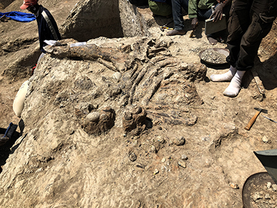 A fossilized elephant skeleton revealed at an excavation at Olduvai Gorge