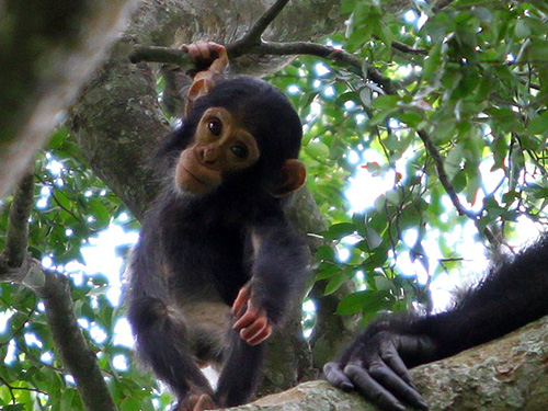 Young chimpanzee at Semliki