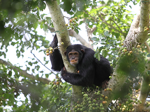 Chimp eating figs in a fig tree